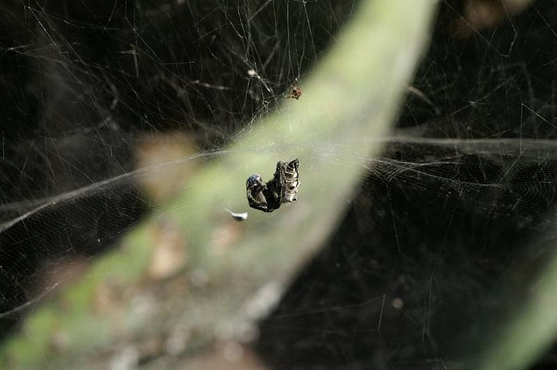 Cyrtophora_citricola_D3293_Z_75_Valle Gran Rey_Spanje.jpg